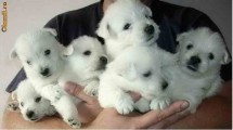 west highland white terrier foto