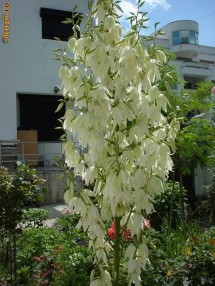 Yucca foto