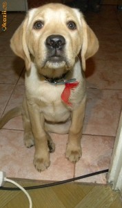 Labrador Retriever 3 luni foto