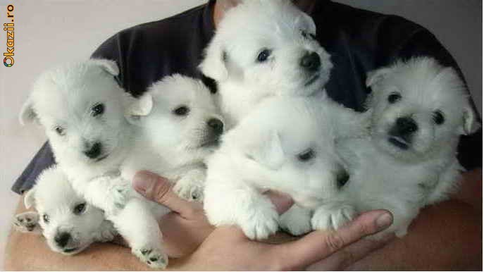west highland white terrier foto mare
