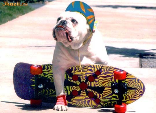 Skateboard foto mare