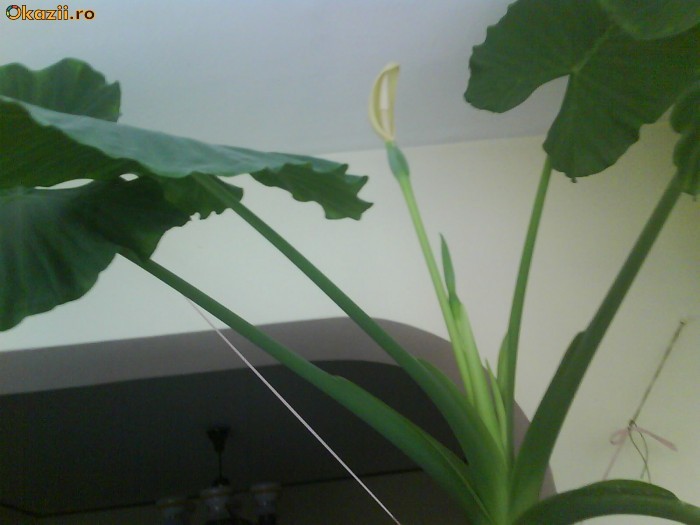PHILODENDRON foto mare